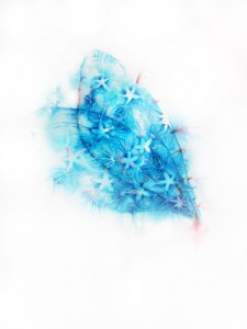 anemone wings