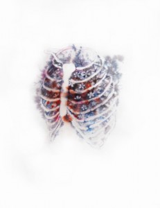 heart white cherry